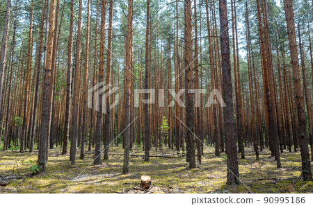 The stump of a freshly cut tree against the background of a dense pine forest. The stump of a freshly cut tree against the background of a dense pine forest. 90995186