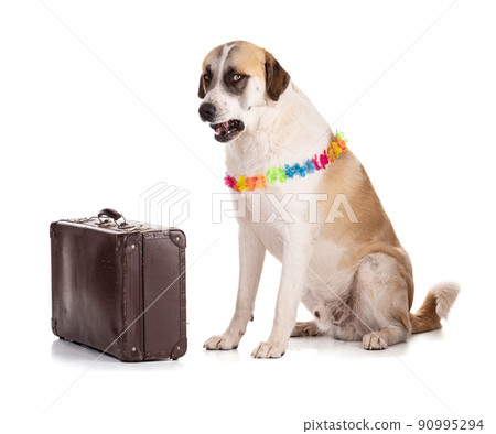 Great Pyrenees or Pyrenean mountain dog with a suitcase moaning Great Pyrenees or Pyrenean mountain dog with a suitcase moaning 90995294