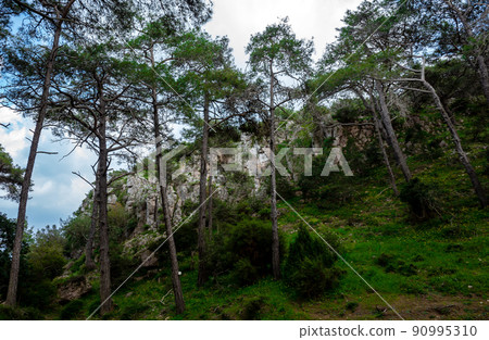 Cedars in the dense forest of the island of Cyprus on a clear summer day. 90995310