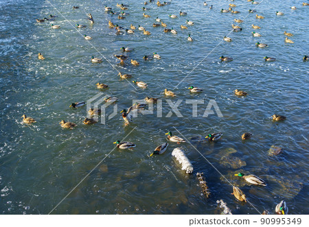 A flock of ducks on a pond on a clear frosty winter day. A flock of ducks on a pond on a clear frosty winter day. 90995349