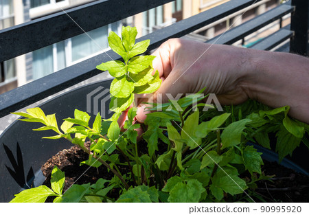 Green leaves of a cultivated Valeriana officinalis, a Valerian herb, harvested by a mans hand 90995920