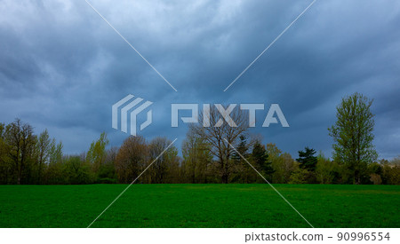 A tree without leaves at the edge of the forest in spring. A tree without leaves at the edge of the forest in spring. 90996554