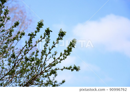 琉球白花 琉球白花 90996762