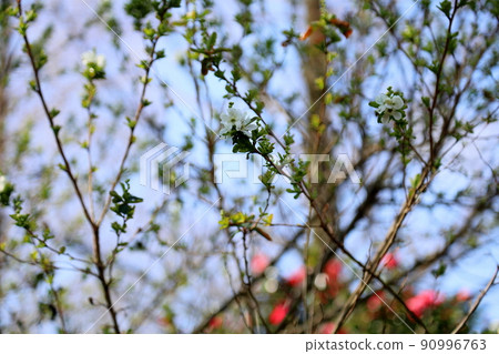 琉球白花 琉球白花 90996763