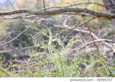 Willow flower Willow flower 90996767