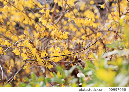 Forsythia flower 90997066