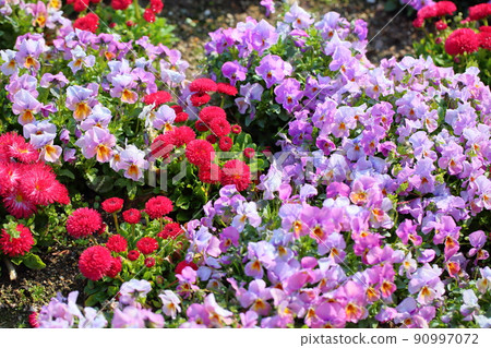 Tyrolean Daisy Flower 90997072