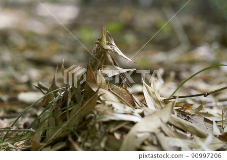 Bamboo shoots Bamboo shoots 90997206