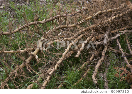 Bamboo roots 90997210