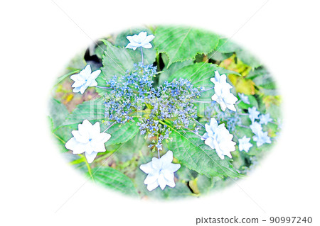 開花的“繡球花”水彩風格圖片字母 開花的“繡球花”水彩風格圖片字母 90997240