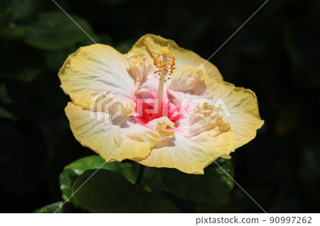 橙色和白色花瓣芙蓉蘭花亭的特寫鏡頭 橙色和白色花瓣芙蓉蘭花亭的特寫鏡頭 90997262