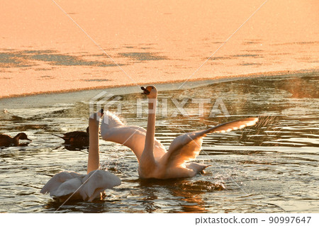 Swan in Oike Swan in Oike 90997647