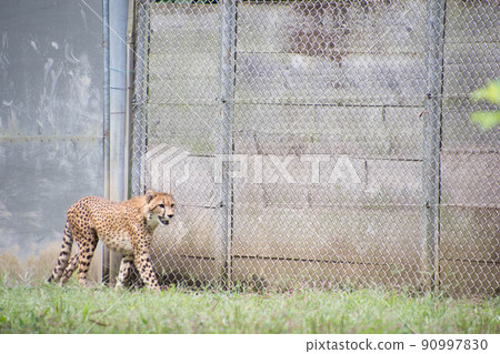  獵豹 90997830