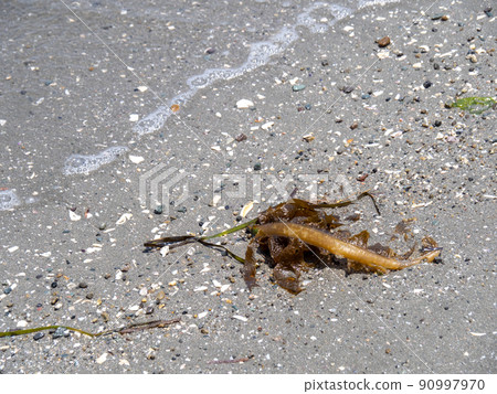 Seaweed washed up on a sandy beach. 90997970