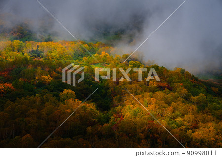 Tsugaike Nature Garden (Autumn) 90998011