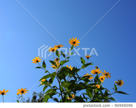 Blue sky and Jerusalem artichoke flowers 90998096