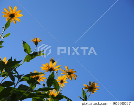 藍天和菊芋花 90998097