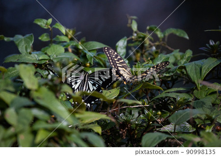 EOSRP. Hiroshima Onomichi, butterfly couple. 90998135