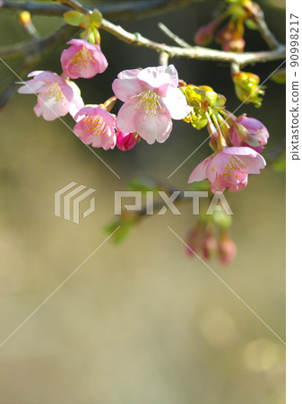 Spring production cherry blossoms bloom Spring production cherry blossoms bloom 90998217