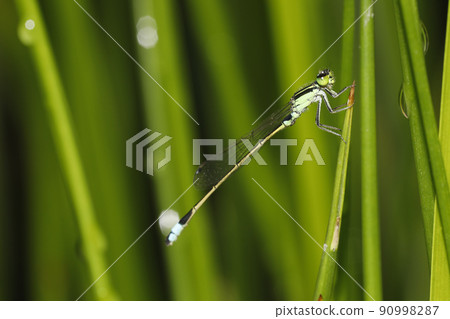 Ao montitonbo Ao montitonbo 90998287