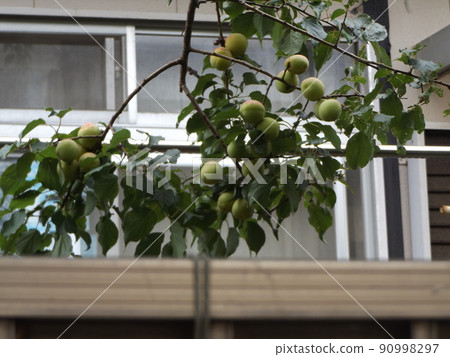 The fruit of this big plum is probably Kaga plum The fruit of this big plum is probably Kaga plum 90998297