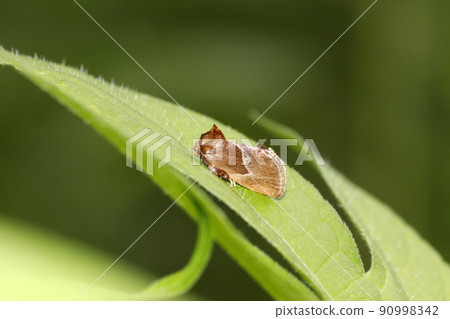 Akairaga Akairaga 90998342