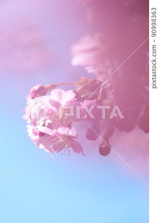 Spring production cherry blossoms bloom Spring production cherry blossoms bloom 90998363