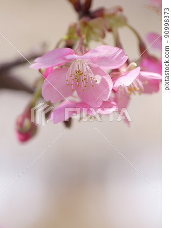 Spring production cherry blossoms bloom Spring production cherry blossoms bloom 90998373