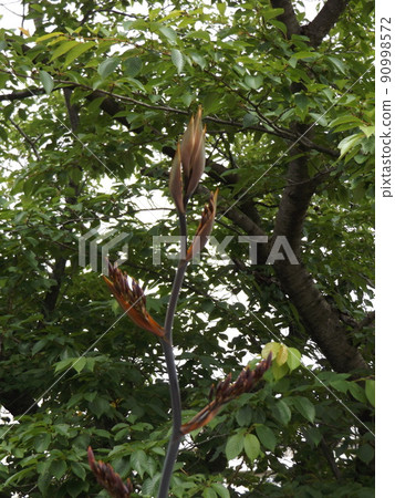 據說每40年開花一次的新雪蘭今年也即將開花。 據說每40年開花一次的新雪蘭今年也即將開花。 90998572
