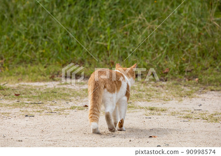 EOSRP. Hiroshima Onomichi, Onomichi cat. 90998574