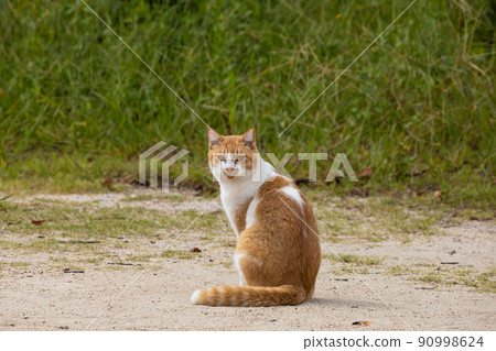 EOSRP. Hiroshima Onomichi, noticed by Onomichi cat. EOSRP. Hiroshima Onomichi, noticed by Onomichi cat. 90998624