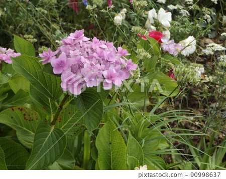 June flowers Purple hydrangea flowers 90998637