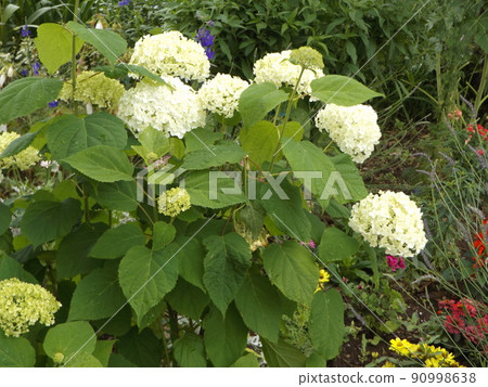 June flowers White hydrangea flowers 90998638