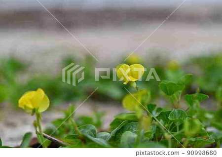 在奄美大島的沙灘上盛開的濱紅樹黃花 90998680