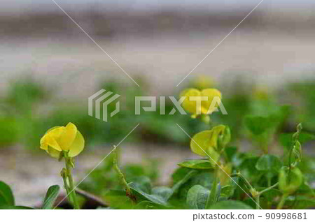 在奄美大島的沙灘上盛開的濱紅樹黃花 90998681