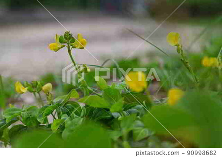 在奄美大島的沙灘上盛開的濱紅樹黃花 90998682