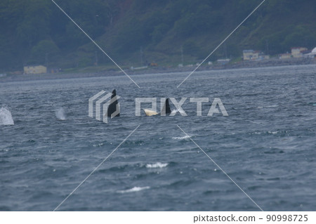 Orcases Orcases 90998725