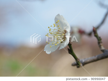 立春之際,梅花盛開,你可以聽到春天的腳步聲 立春之際,梅花盛開,你可以聽到春天的腳步聲 90998847