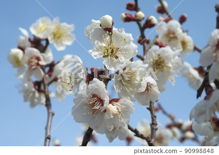 立春之際,梅花盛開,你可以聽到春天的腳步聲 立春之際,梅花盛開,你可以聽到春天的腳步聲 90998848