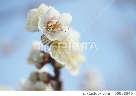 At the beginning of spring, when plum blossoms bloom and you can hear the footsteps of spring At the beginning of spring, when plum blossoms bloom and you can hear the footsteps of spring 90998849