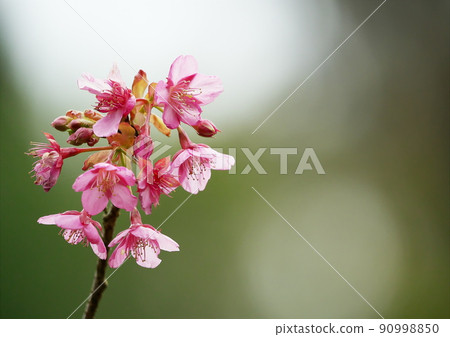 Spring production cherry blossoms bloom Spring production cherry blossoms bloom 90998850