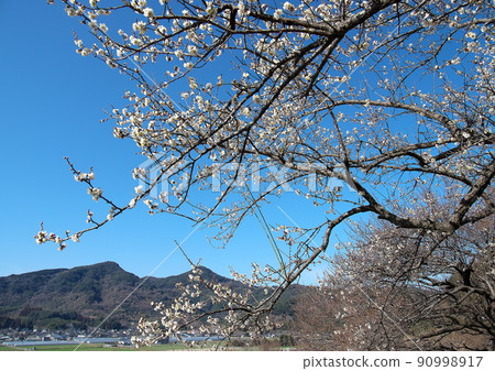 At the beginning of spring, when plum blossoms bloom and you can hear the footsteps of spring 90998917