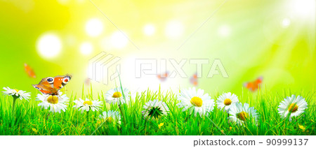 Beautiful nature view of butterfly on blurred background in garden. 90999137