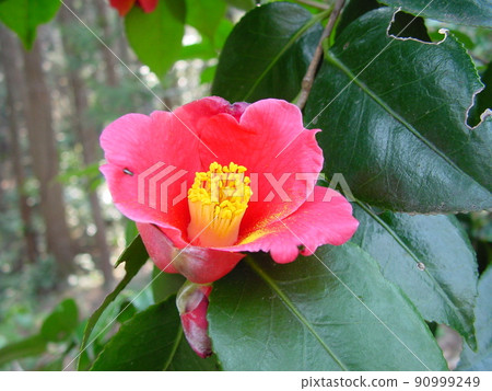 山茶花 山茶花 90999249