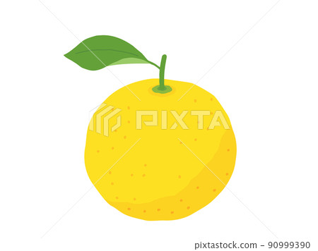 Illustrations with the image of yuzu and summer oranges Illustrations with the image of yuzu and summer oranges 90999390