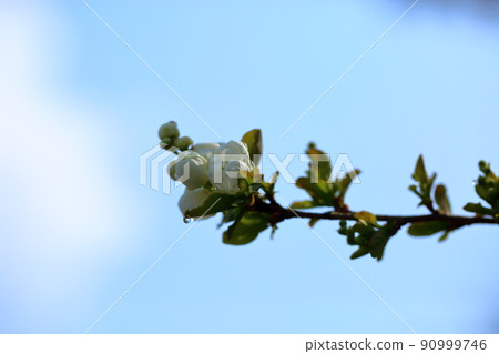 Ryukyu Bai flower 90999746