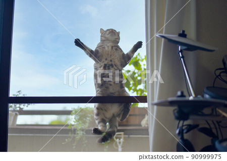 爬紗門的貓 爬紗門的貓 90999975