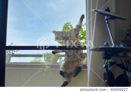 爬紗門的貓 爬紗門的貓 90999977