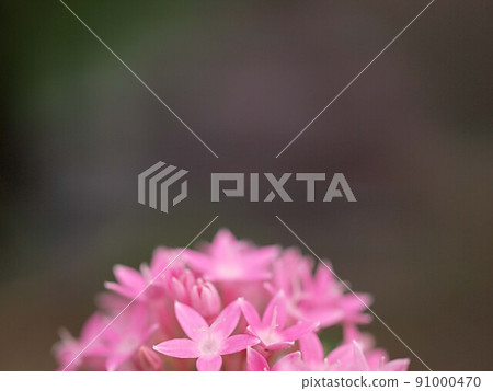 粉紅色的pentas花 粉紅色的pentas花 91000470