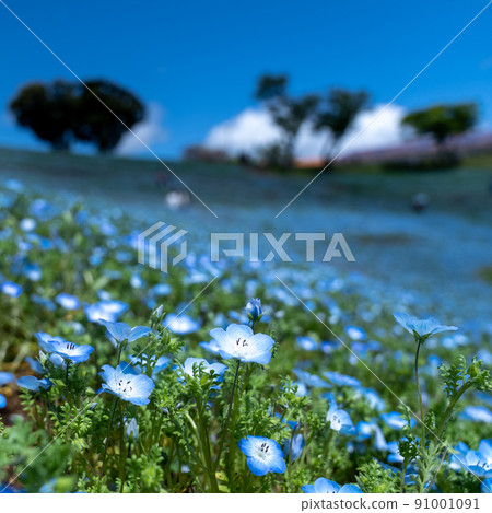 Nemophila盛開,藍藍的天空 Nemophila盛開,藍藍的天空 91001091